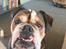 Olde english bulldogge Mysli