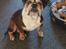 Olde english bulldogge Mysli