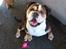 Olde english bulldogge Mysli