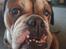 Olde english bulldogge Mysli