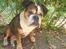 Olde english bulldogge Mysli
