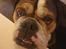 Olde english bulldogge Mysli