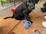 Labrador retriever Angus (fodervært, servicehundeforningen)