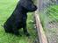 Labrador retriever Angus (fodervært, servicehundeforningen)