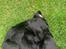 Labrador retriever Angus (fodervært, servicehundeforningen)