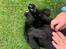 Labrador retriever Angus (fodervært, servicehundeforningen)
