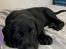 Labrador retriever Angus (fodervært, servicehundeforningen)