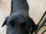 Labrador retriever Angus (fodervært, servicehundeforningen)