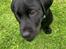 Labrador retriever Angus (fodervært, servicehundeforningen)