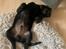Labrador retriever Angus (fodervært, servicehundeforningen)