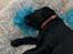 Labrador retriever Angus (fodervært, servicehundeforningen)