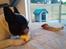 Fransk bulldog Himmelhund Tyson - Godbidder og tygge-ting + ubrugt hundehus i baggrunden🤣