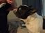 Fransk bulldog Himmelhund Tyson - Negle-klipning. Nu får dyrlægen lov til at gøre det.