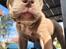 American Bully Molly 