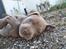 American Bully Molly 