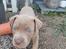 American Bully Molly 