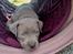 American Bully Molly 