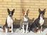 Rat Terrier Solgaards Darwin DØD