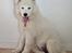 Samojedhund Stella the Tiny dog 