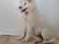 Samojedhund Stella the Tiny dog 