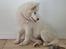 Samojedhund Stella the Tiny dog 