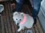 Samojedhund Stella the Tiny dog 