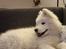 Samojedhund Stella the Tiny dog 