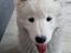 Samojedhund Stella the Tiny dog 