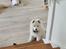 Samojedhund Stella the Tiny dog 