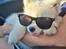 Samojedhund Stella the Tiny dog 