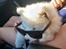 Samojedhund Stella the Tiny dog 