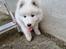 Samojedhund Stella the Tiny dog 