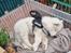 Samojedhund Stella the Tiny dog 
