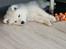 Samojedhund Stella the Tiny dog 