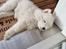 Samojedhund Stella the Tiny dog 