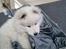 Samojedhund Stella the Tiny dog 