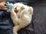 Samojedhund Stella the Tiny dog 