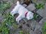 Samojedhund Stella the Tiny dog 