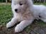 Samojedhund Stella the Tiny dog 