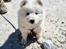 Samojedhund Stella the Tiny dog 