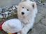 Samojedhund Stella the Tiny dog 