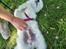 Samojedhund Stella the Tiny dog 