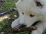 Samojedhund Stella the Tiny dog 