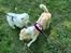 Samojedhund Stella the Tiny dog 