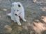 Samojedhund Stella the Tiny dog 