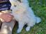 Samojedhund Stella the Tiny dog 