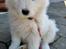 Samojedhund Stella the Tiny dog 