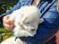 Samojedhund Stella the Tiny dog 