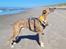Whippet Falcon (Tanalorn Mr. Quade)