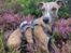 Whippet Falcon (Tanalorn Mr. Quade)